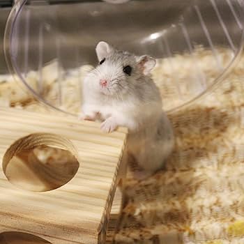 ハムスターベットマット Amazon | JpGdnハムスター床材 木くず 1000g 小動物ベッド 敷材
